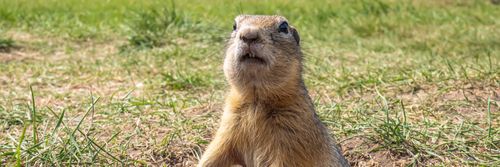 A gopher sniffing the air.