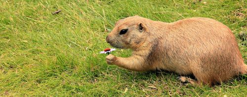 A gopher sniffing a flower.