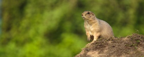 A gopher sniffing the air.